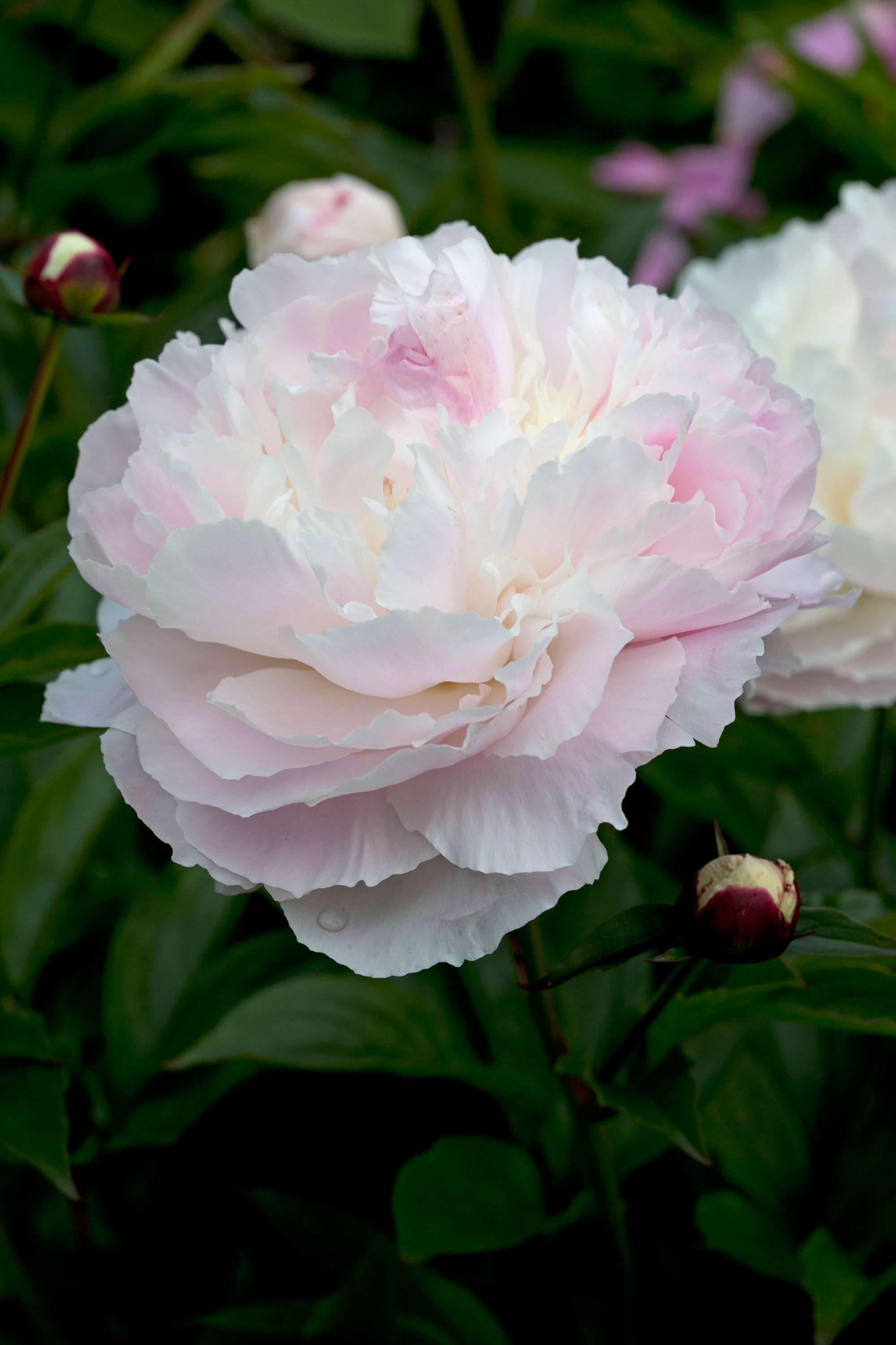 Pion 'Shirley Temple'